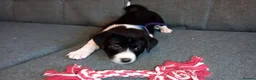 Mixed Breed dogs for sale: Dollie x Long Haired Border Collie Puppies  in Campbeltown - Advert 31