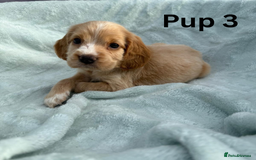 Cocker Spaniel dogs for sale: ⭐️ SHOW TYPE COCKER SPANIEL - READY ON 1ST AUGUST - Image 10