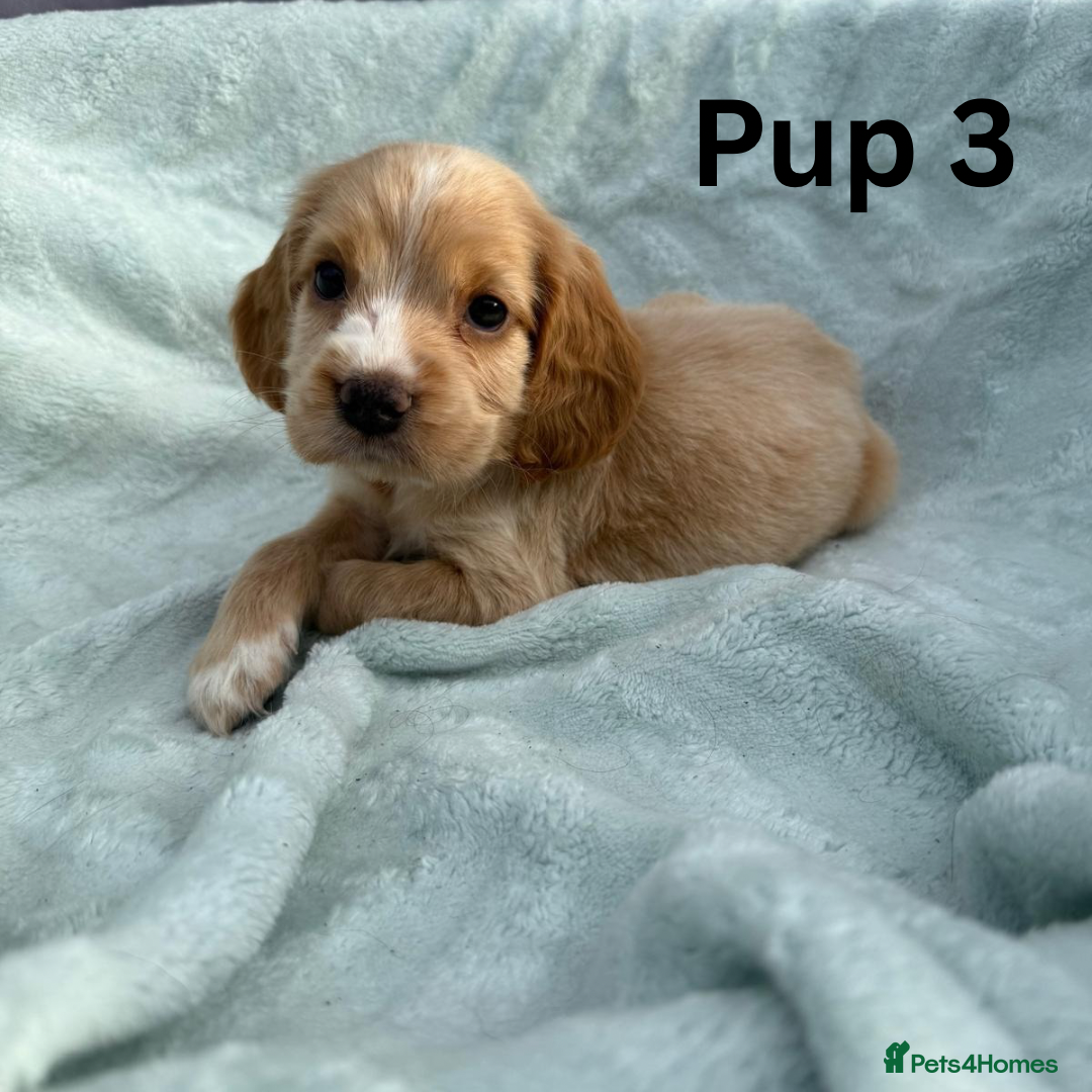 Cocker Spaniel dogs for sale: ⭐️ SHOW TYPE COCKER SPANIEL - READY ON 1ST AUGUST - Image 10