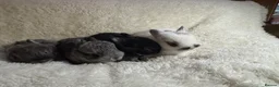 Netherland Dwarf rabbits for sale: Pedigree Neverland dwarfs - Advert 6