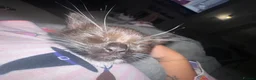 Mixed Breed cats for sale: Mixed Breed Kittens - Advert 19
