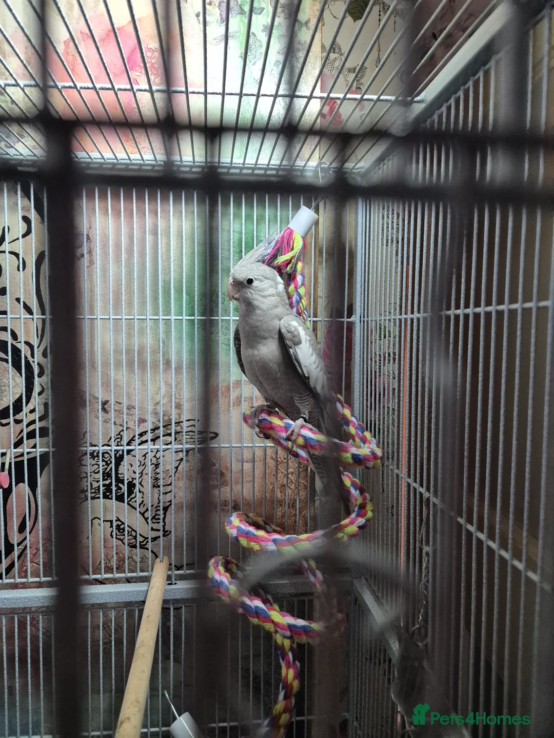 Cockatiels birds for sale: 2 male aviary bred cockateils. White face - Advert 1
