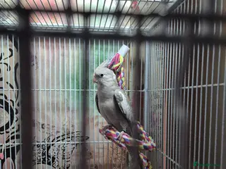 Cockatiels birds 2 male aviary bred cockateils. White face - Advert 2