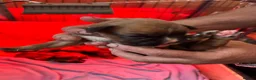 Boxer dogs for sale: Stunning boxer puppies available for forever homes - Advert 5