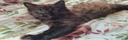 Mixed Breed cats for sale: 8 week old black half maine coone half tabby in Welwyn Garden City - Advert 27