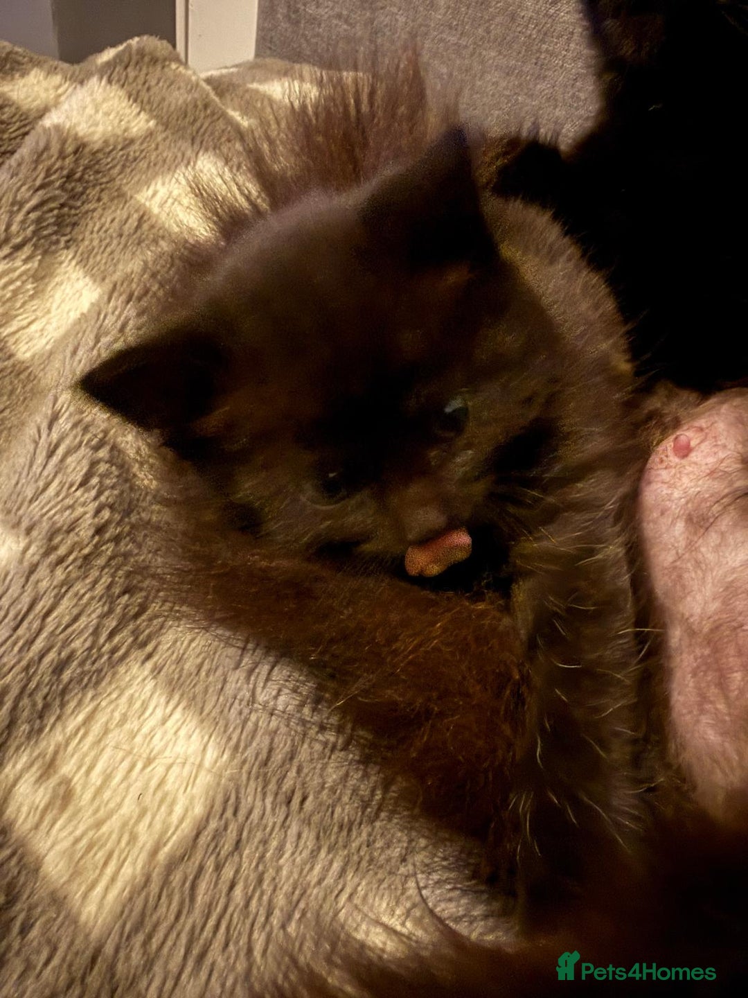 Mixed Breed cats for sale: Long hair kittens - Advert 3