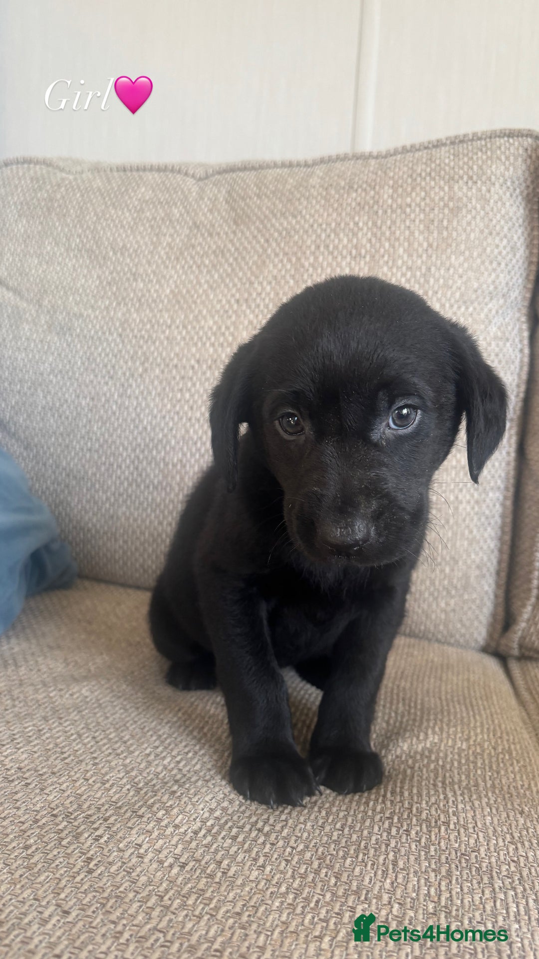 Labrador Retriever dogs for sale: LAST TWO beautiful Labrador puppies🤍 - Advert 2