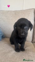 Labrador Retriever dogs LAST TWO beautiful Labrador puppies🤍 - Advert 1