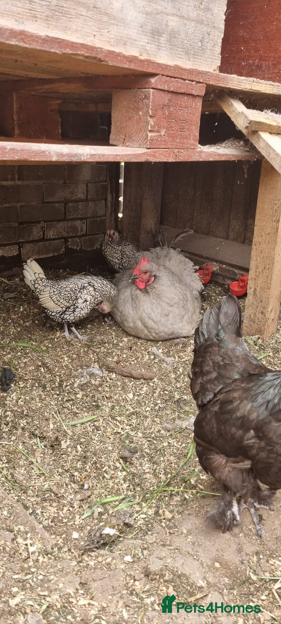 Chickens poultry for sale: 🐔  Mixed-Breed Hens - Advert 2
