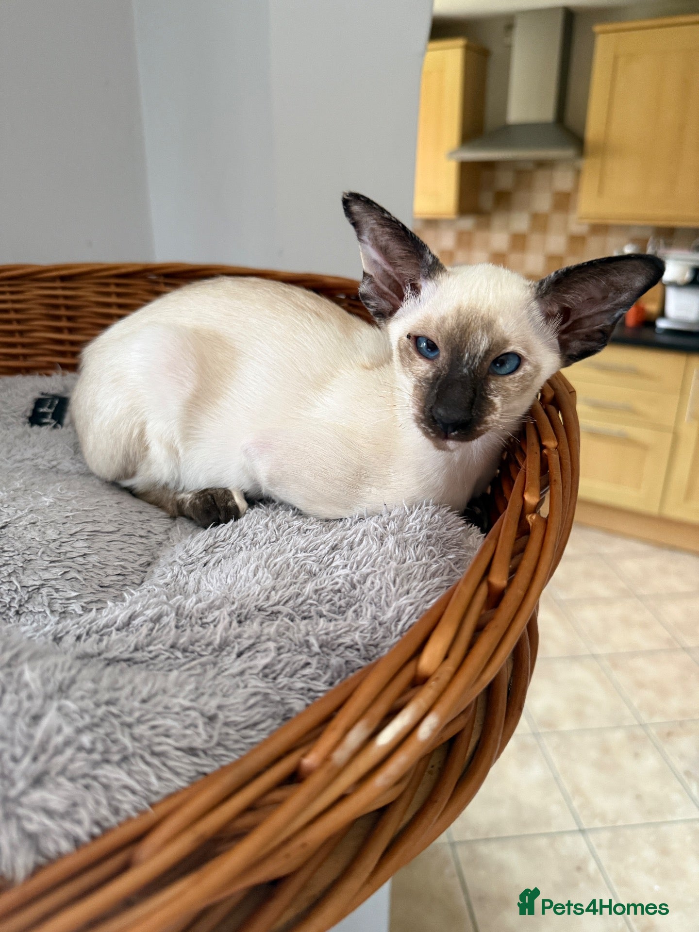 Siamese cats  Gccf registered Siamese’s  - Advert 4