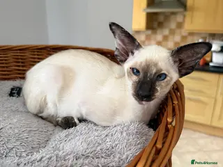 Siamese cats Gccf registered Siamese’s - Advert 4