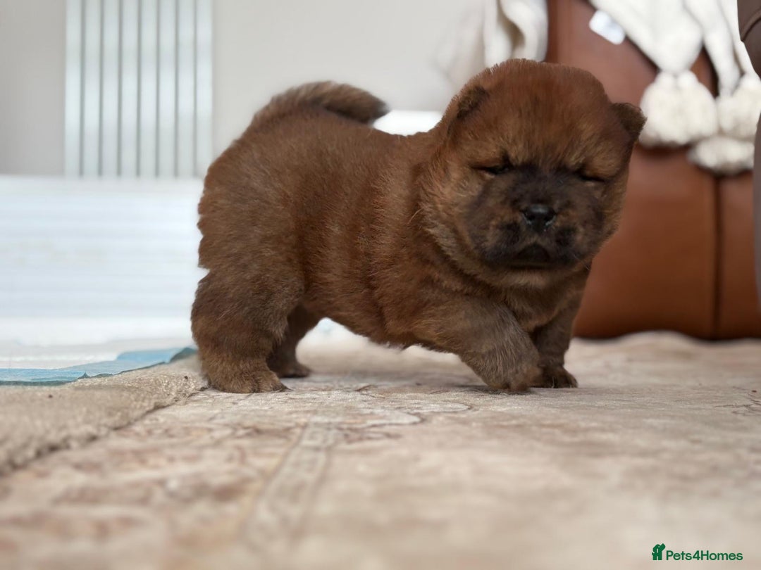 Chow Chow dogs for sale: Chow chow puppy red  - Image 7