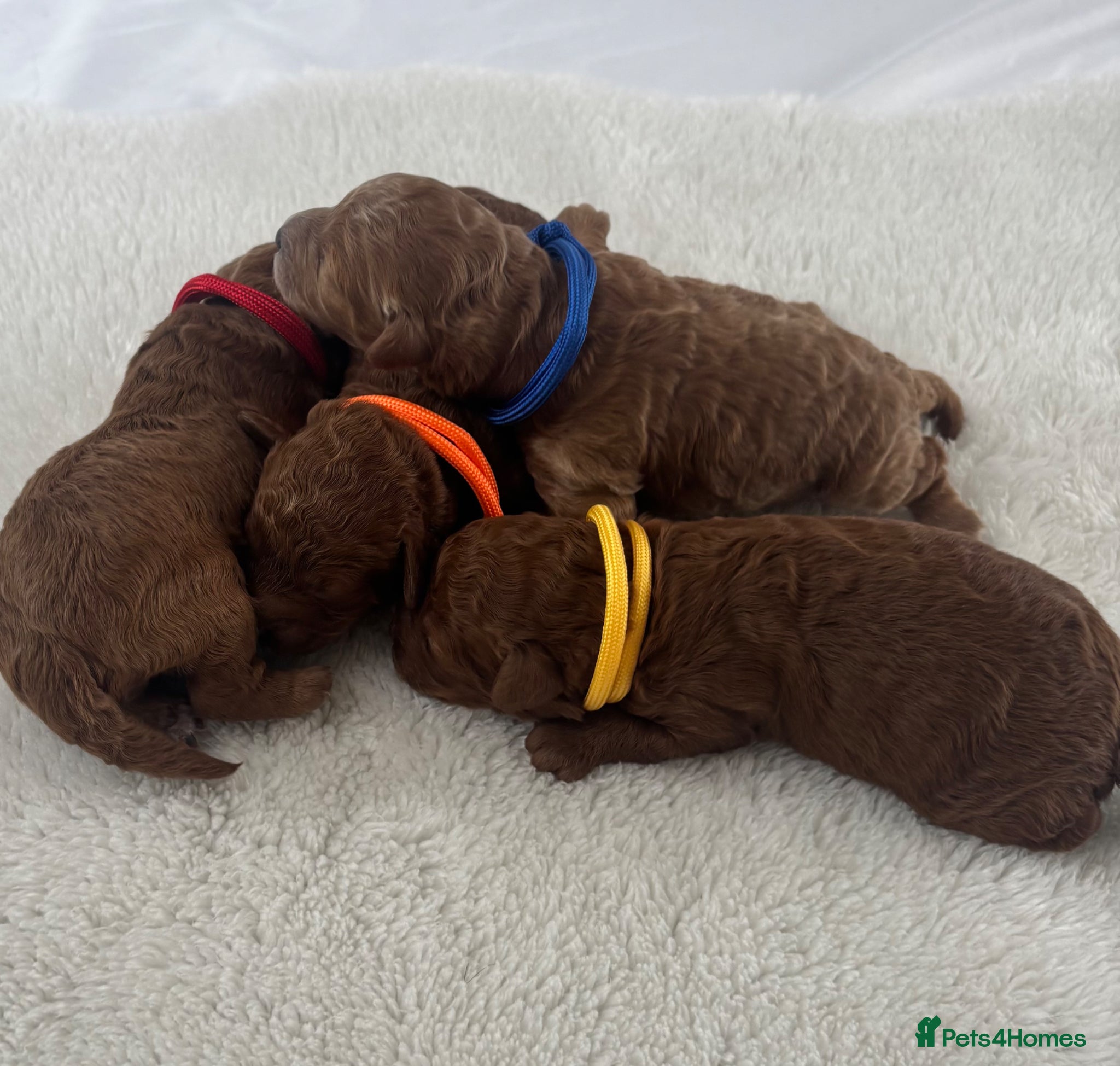 Cavapoo dogs Extensively Health Tested Toy Cavapoos - Advert 1