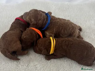 Cavapoo dogs Extensively Health Tested Toy Cavapoos - Advert 6