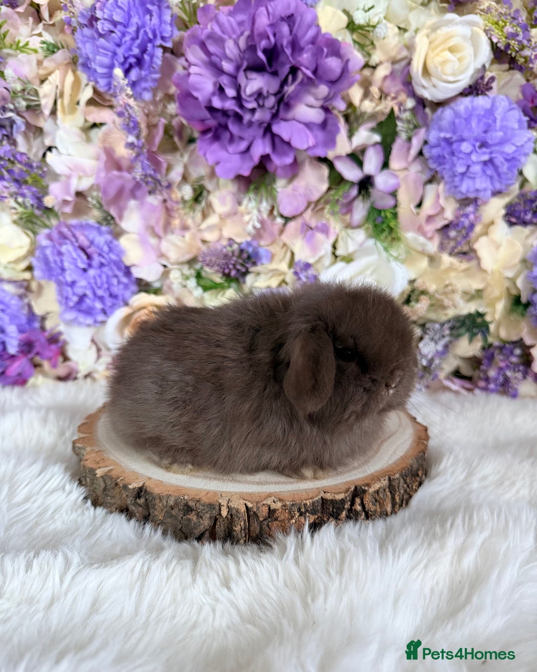 Mini Lop rabbits for sale: 💜 Vaccinated Mini Lops Bunnies 💜 xxx - Advert 3