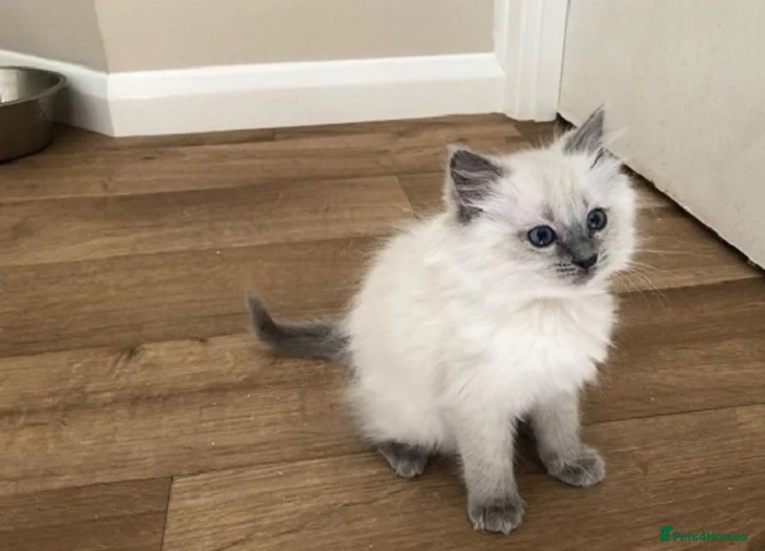 Ragdoll cats for sale: Family raised ragdolls kittens 7 weeks old - Advert 3