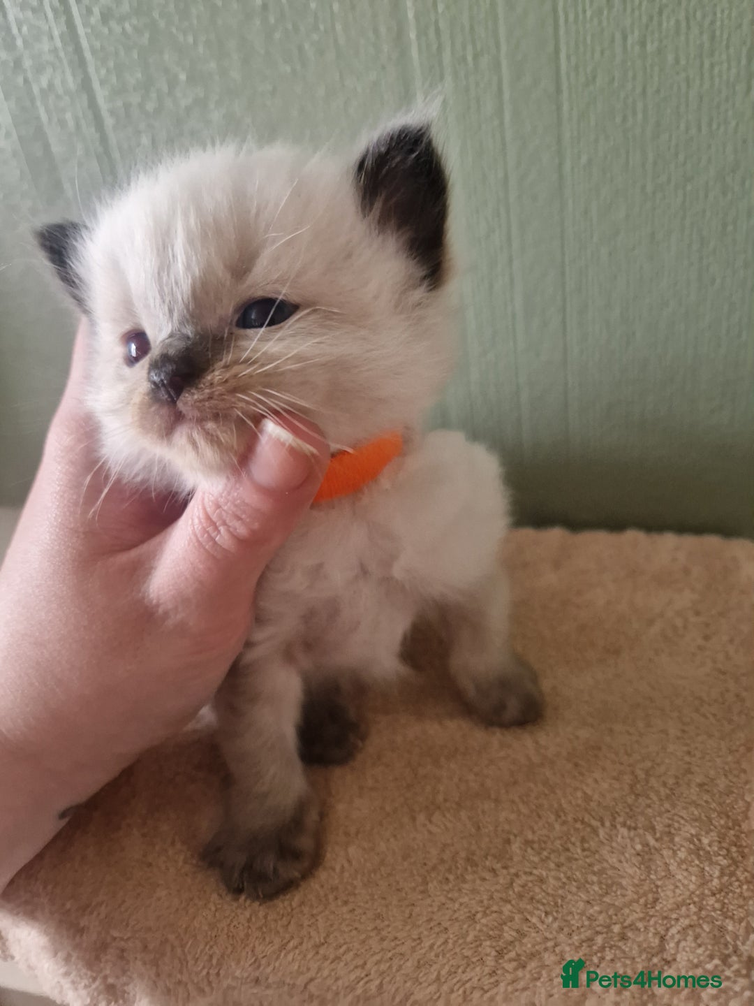 Ragdoll cats for sale: 5 beautiful ragdoll kittens - Image 5