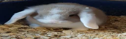 Mini Lop rabbits for sale: READY 8WEEKS OLD  minilop baby doe - Advert 1