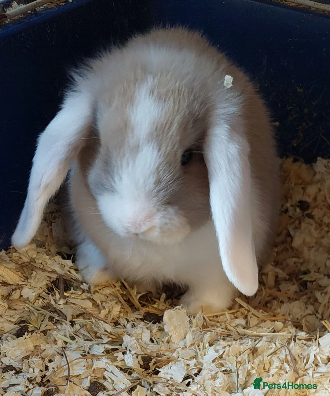 Mini Lop rabbits for sale: READY 8WEEKS OLD  minilop baby doe - Advert 1