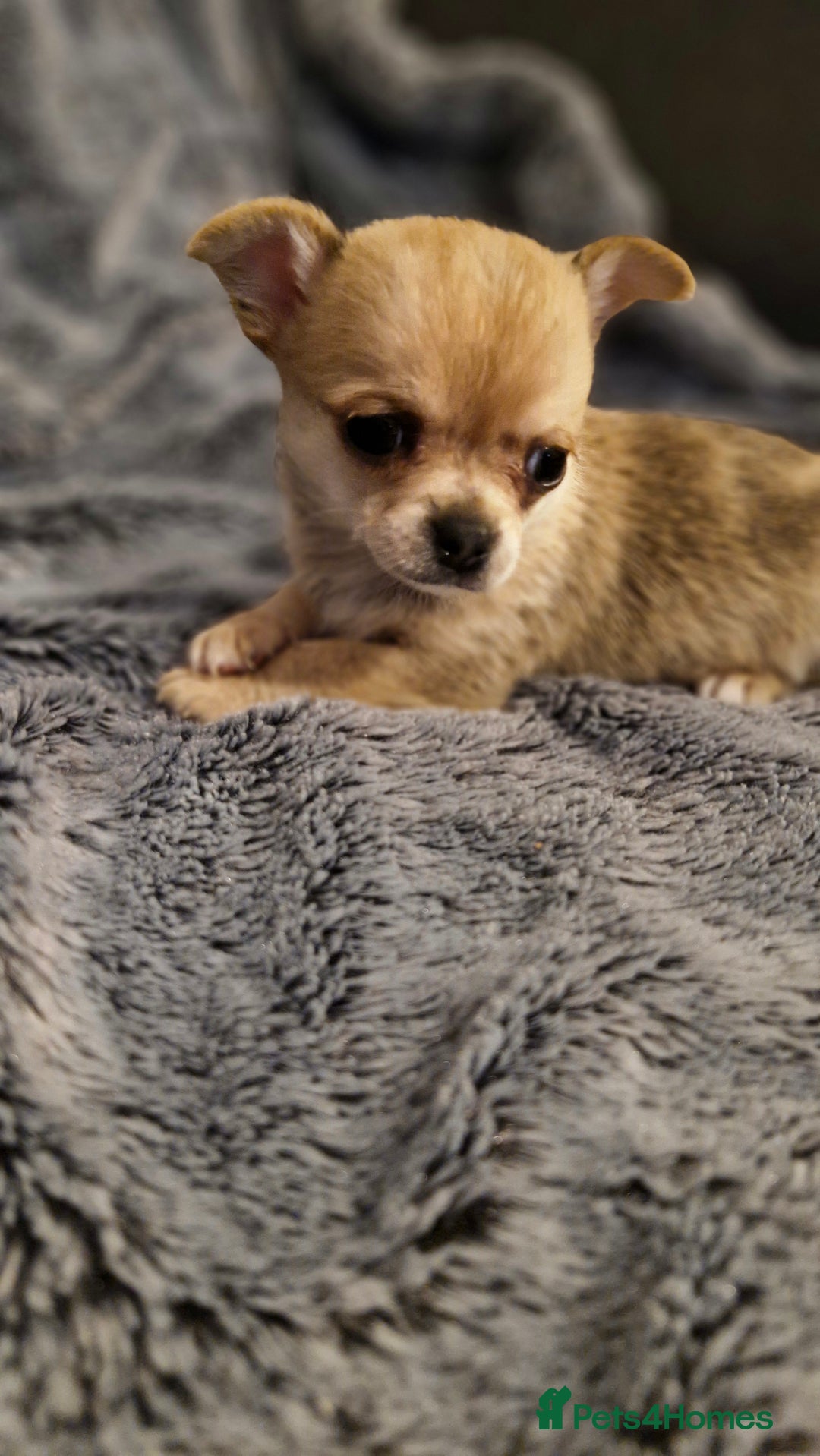 Chihuahua dogs for sale: 🐶READY TO LEAVE🐶 LAST ONE Tiny Chihuahua Puppies - Advert 11