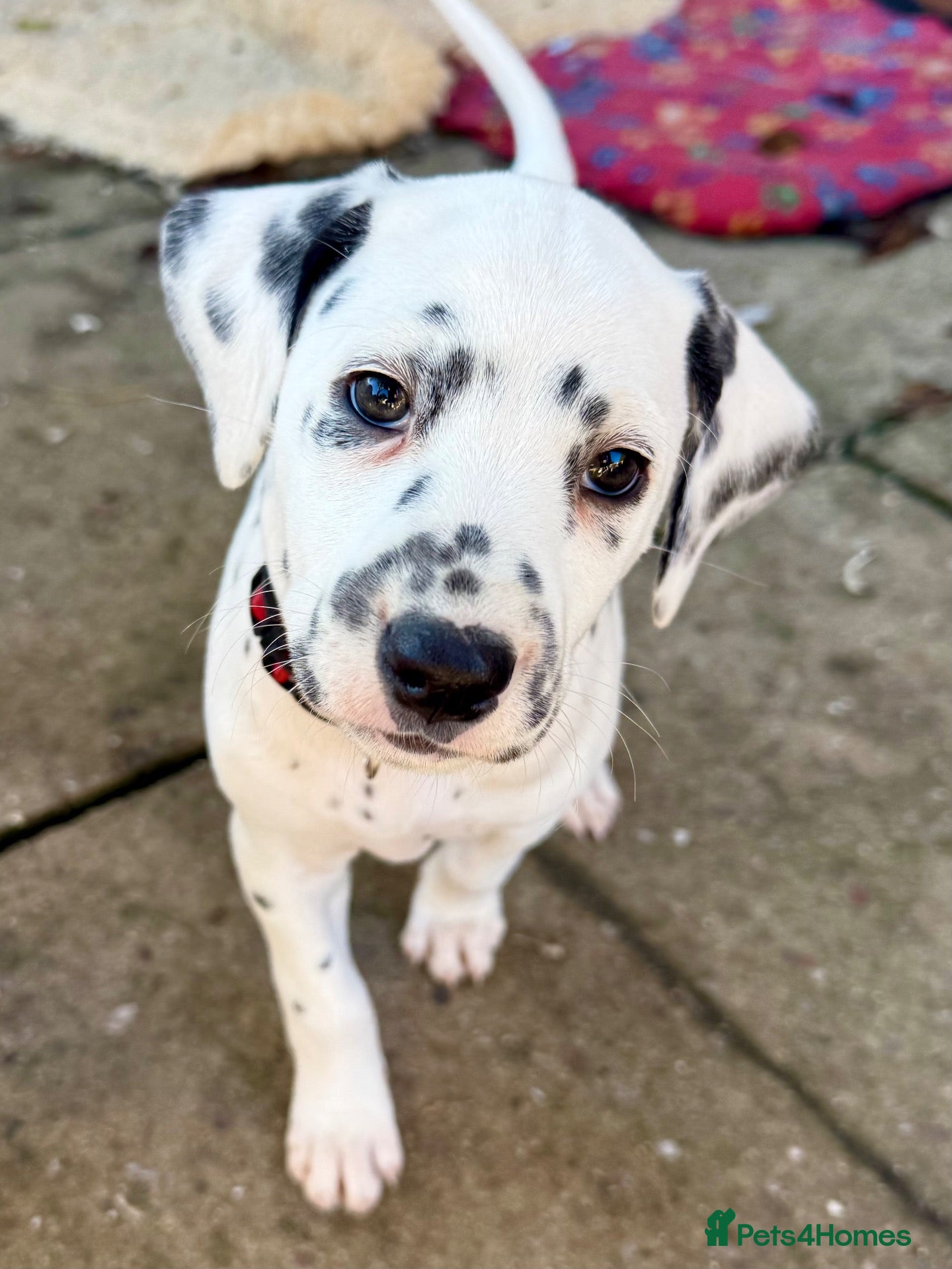 Dalmatian dogs for sale: Unexpectedly re-available Dalmatian girl-ready now - Advert 6