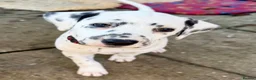 Dalmatian dogs for sale: Unexpectedly re-available Dalmatian girl-ready now - Advert 1