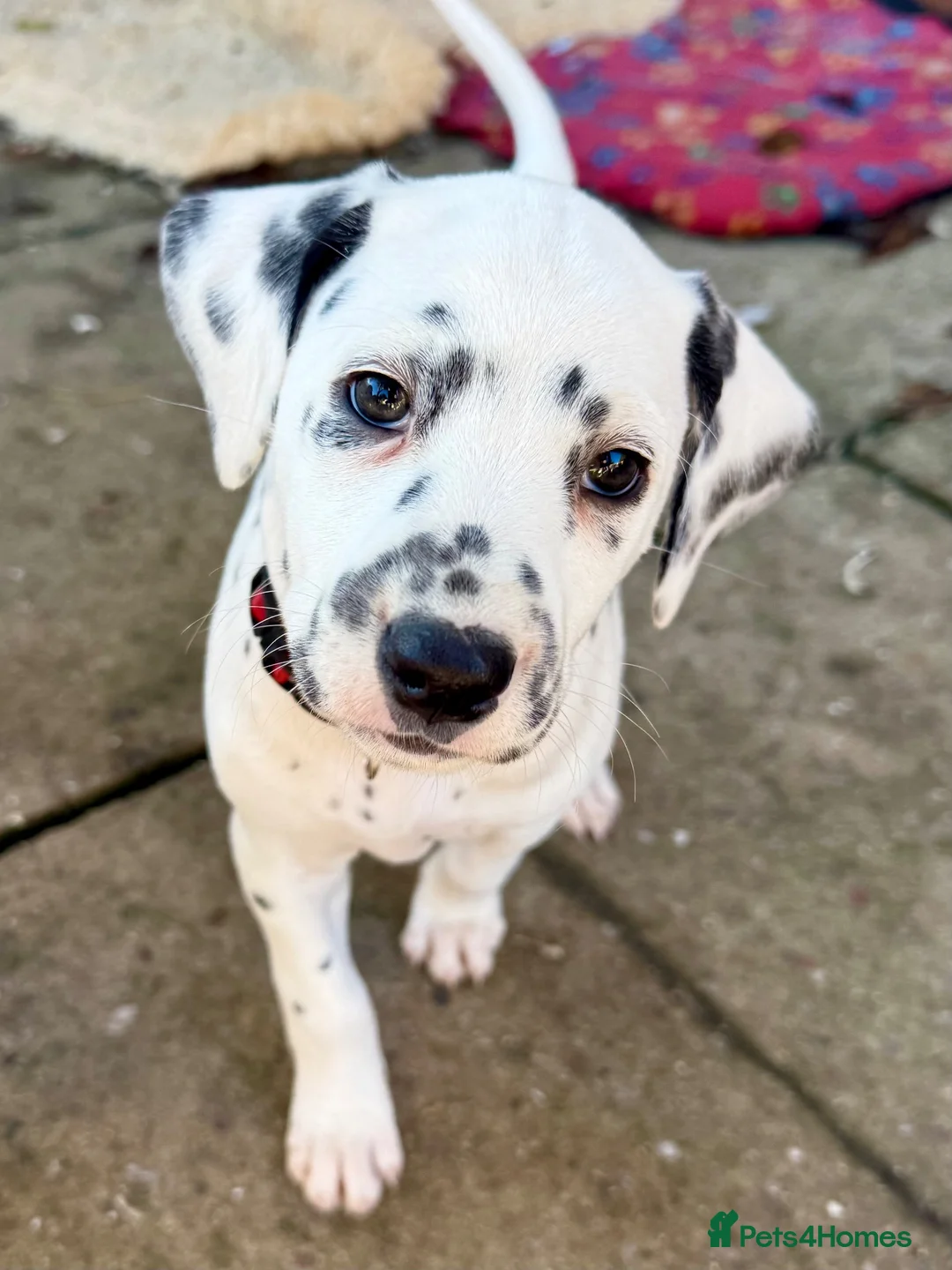 Dalmatian dogs for sale: Unexpectedly re-available Dalmatian girl-ready now - Advert 1