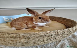 Rex rabbits for sale: Lovely Rex rabbit babies  - Image 21