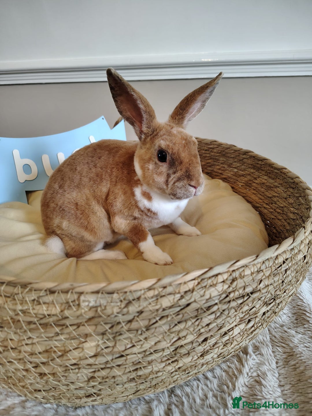 Rex rabbits for sale: Lovely Rex rabbit babies  - Image 21