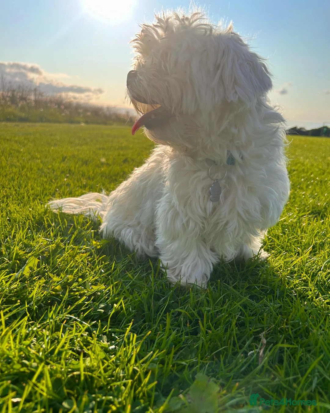 Maltese dogs for stud: Fabulous proven miniature Maltese for stud 🌟 in South Shields - Advert 6