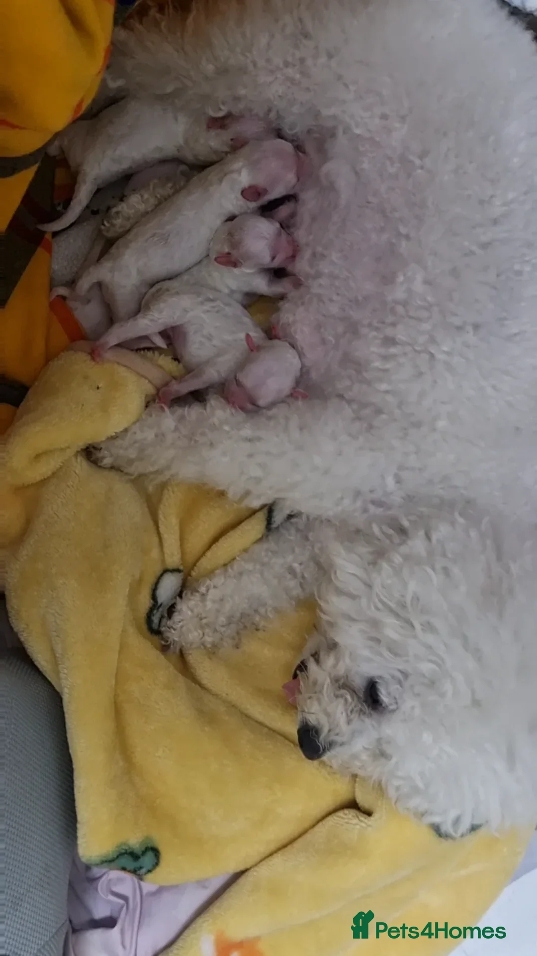Bichon Frise dogs for sale: Bichon frise puppies  in Chichester - Advert 3