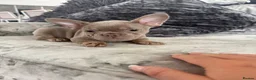 French Bulldog dogs for sale: Beautiful French Bulldog Puppies  - Advert 3