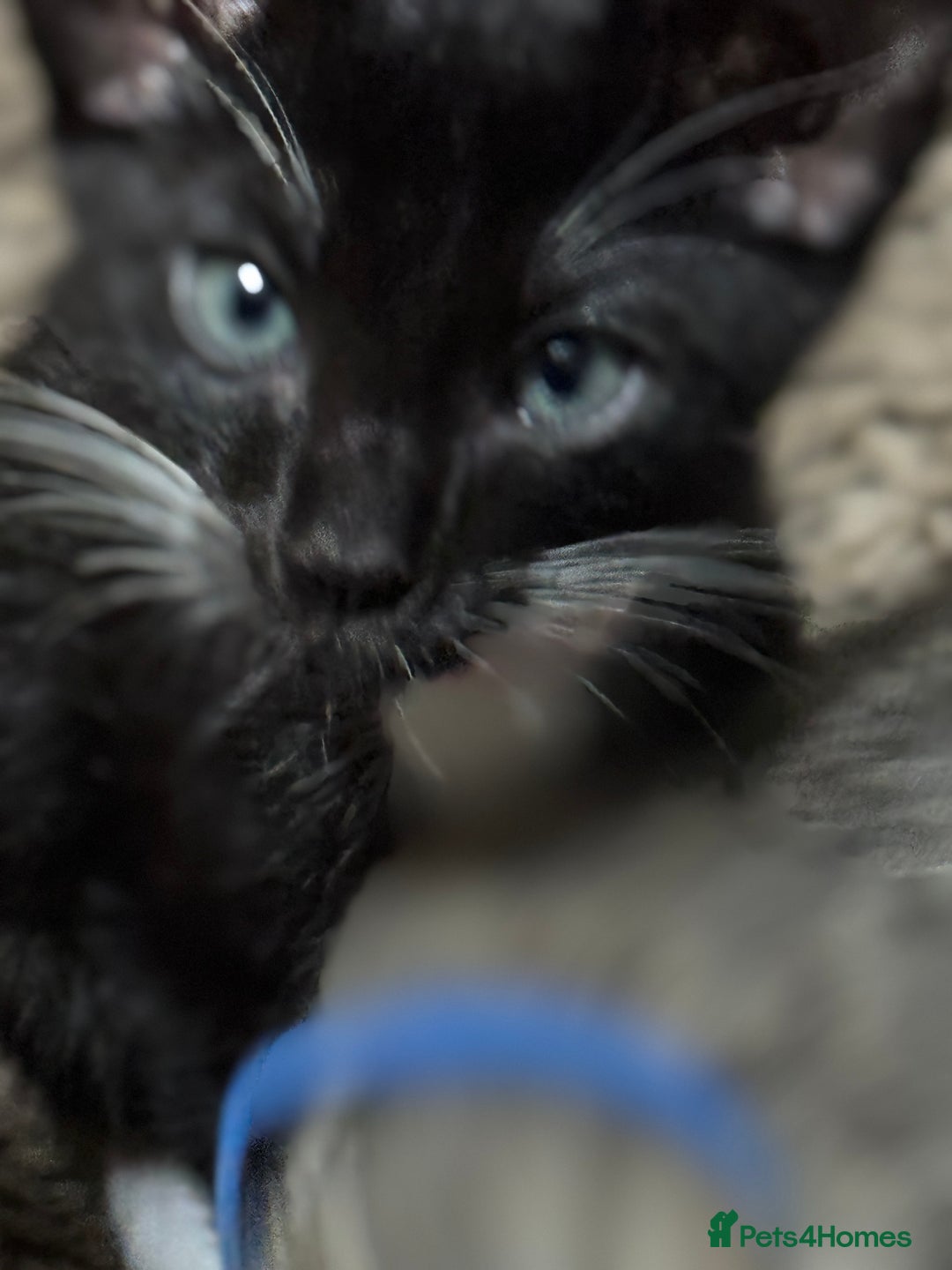 Mixed Breed cats for sale: Sweet kittens for sale  - Advert 13