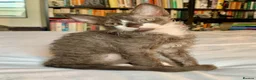 LaPerm cats for sale: Cuddly, curly-coated LaPerm kittens. - Advert 22