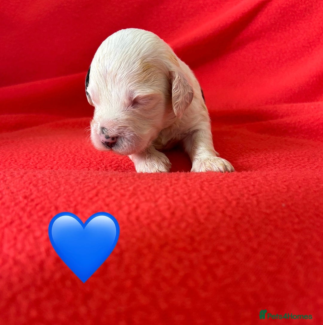 Havanese dogs for sale: 🐾 9 Havanese Puppies for Their Forever Homes 🐾 - Image 7