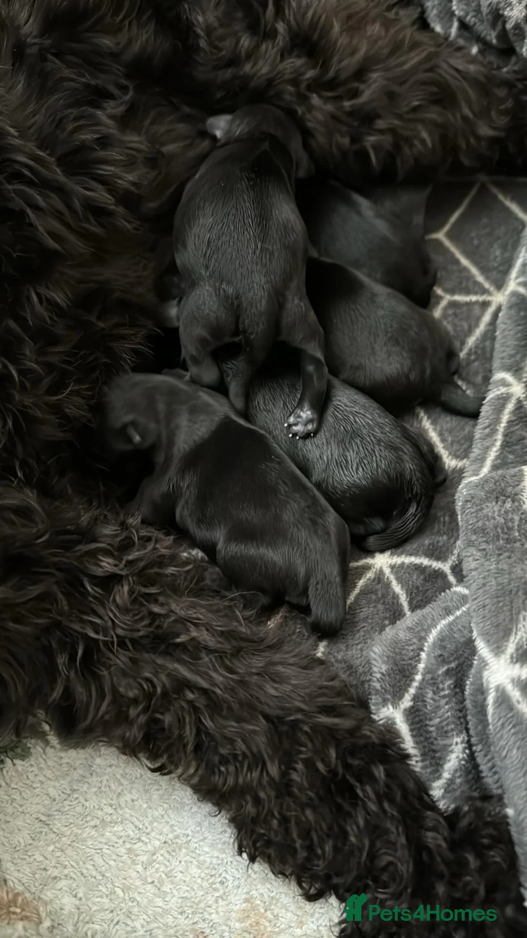 Miniature Schnauzer dogs for stud: Handsome black and silver Miniature Schnauzer  in Cambridge - Advert 14