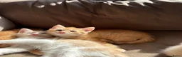 Mixed Breed cats for sale: Norwegian Forrest Cross Kittens  - Advert 4