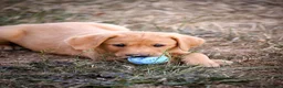 Labrador Retriever dogs for sale: Elite Litter: KC Registered Fox Red Labrador Pups - Advert 21