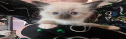 Ragdoll cats for sale: Just 2 left: Purebred female Ragdoll kittens - Advert 23