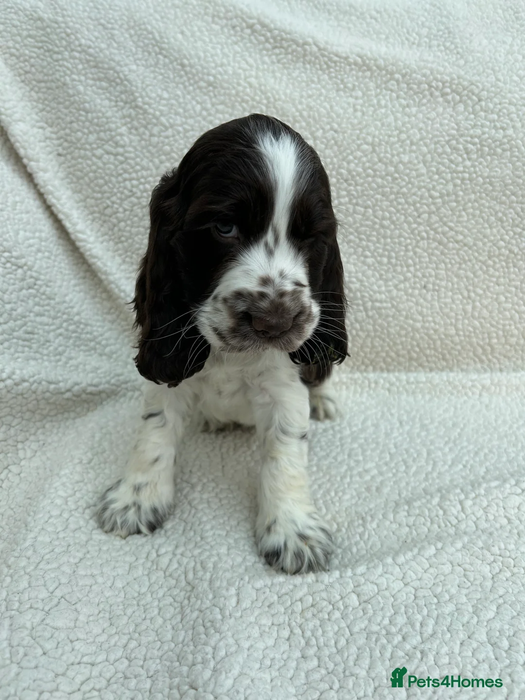 Cocker Spaniel dogs for sale: KC Reg Show Cocker Spaniels  - Advert 8