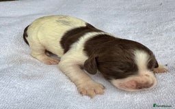 Sprocker dogs for sale: Merle, Chocolate & white spaniels  - Image 4