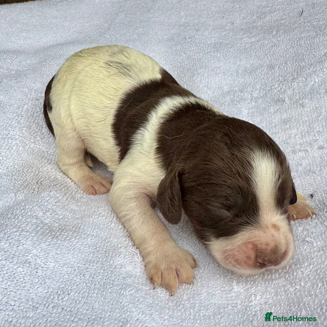 Sprocker dogs for sale: Merle, Chocolate & white spaniels  - Image 4