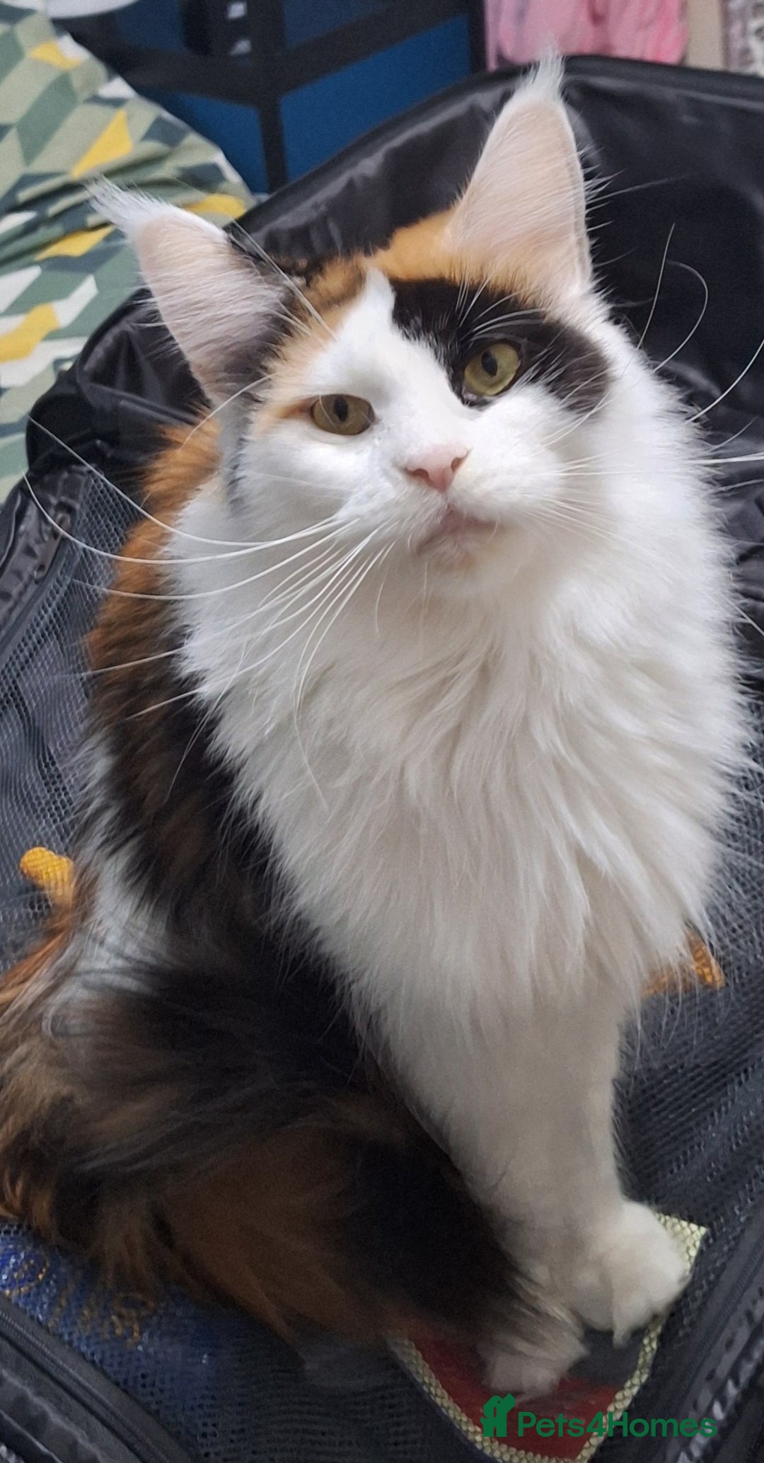 Maine Coon cats for sale: 😻 Ready Now 😻 Fluff Playful Maine Coon Kittens😻 - Advert 2