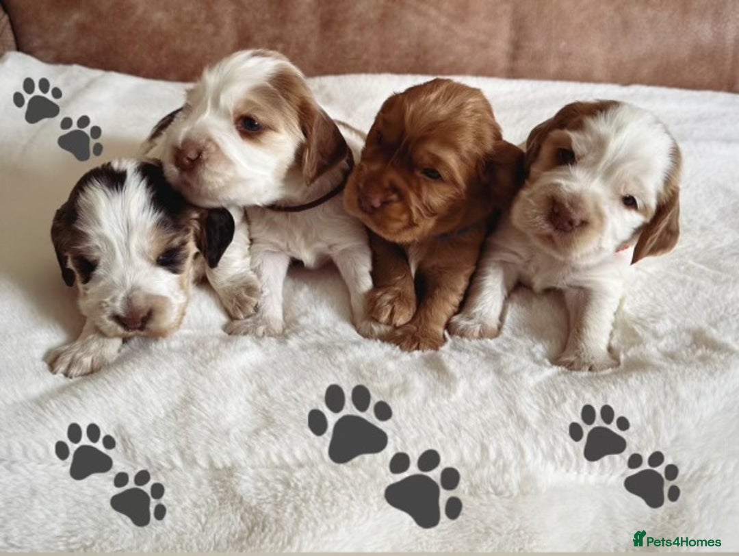 Cocker Spaniel dogs for sale: Extensively Health Tested KC Reg Puppies  - Image 5