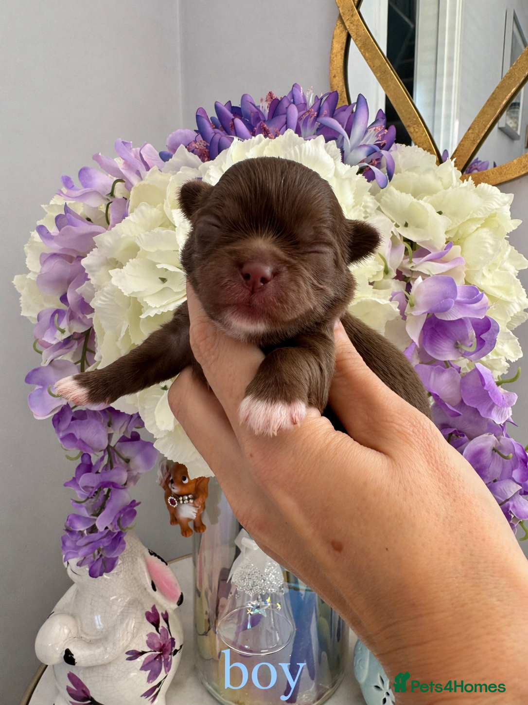 Chihuahua dogs 🤎 Exotic KC LC chocolate chihuahuas 🤎 - Advert 2