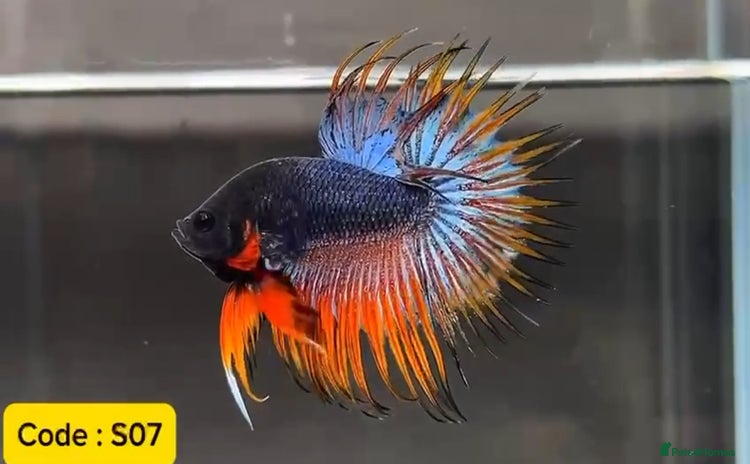 Bettas fish - Advert 15