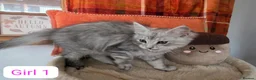 Maine Coon cats for sale: BEAUTIFUL MAINE COON KITTENS, POLY AND NON POLY  - Advert 8