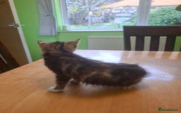 Mixed Breed cats for sale: 9 week old kittens available  - Image 12