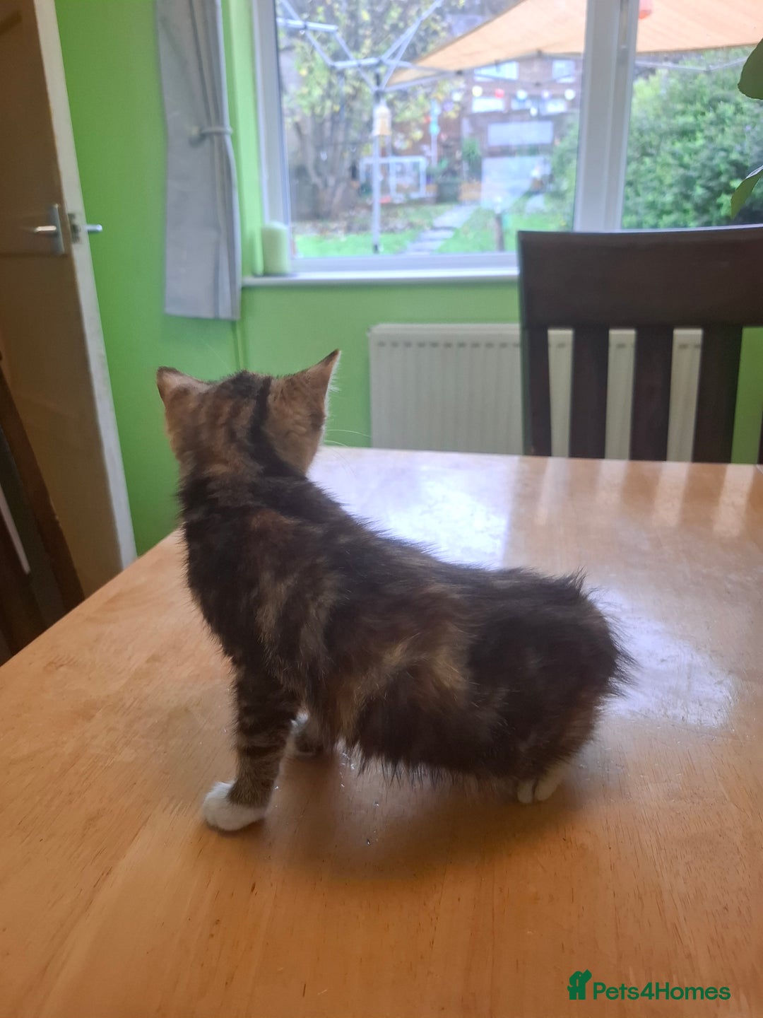 Mixed Breed cats for sale: 9 week old kittens available  - Image 12