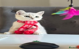 Scottish Fold cats for sale: Scottish Straight Boy - Image 1